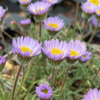 Erigeron chrysopsidis